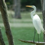 Great Egret