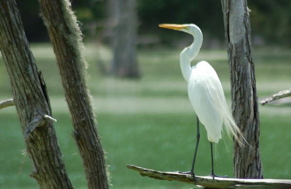 Great Egret at Shangri La Great Egret