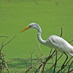 Great Egret on the hunt