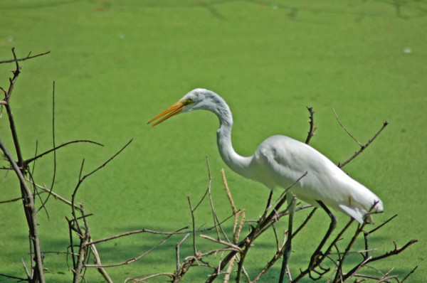 Great Egret Hunting Great Egret on the hunt