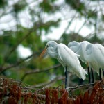Great Egrets watching the water