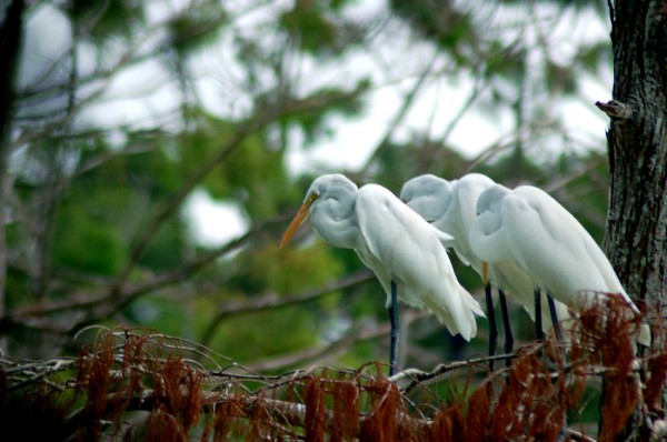 Great Egrets at Shangri La Great Egrets watching the water