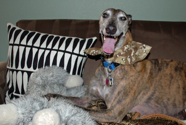 Joey and his wolf