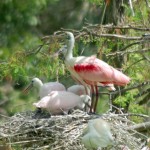 Roseate Spoonbill watches over nestlings
