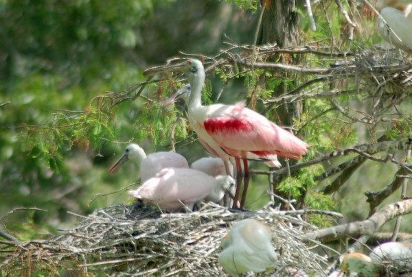 Roseate Spoonbill and Nestlings Roseate Spoonbill watches over nestlings