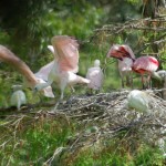 Roseate Spoonbill nestlings scattering