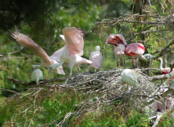 Roseate Spoonbill Nestlings Scattering Roseate Spoonbill nestlings scattering