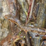 Blotched Water Snake