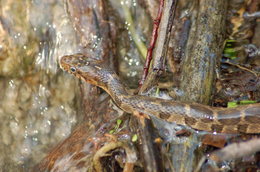 Blotched Water Snake