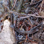 Blotched Water Snakes