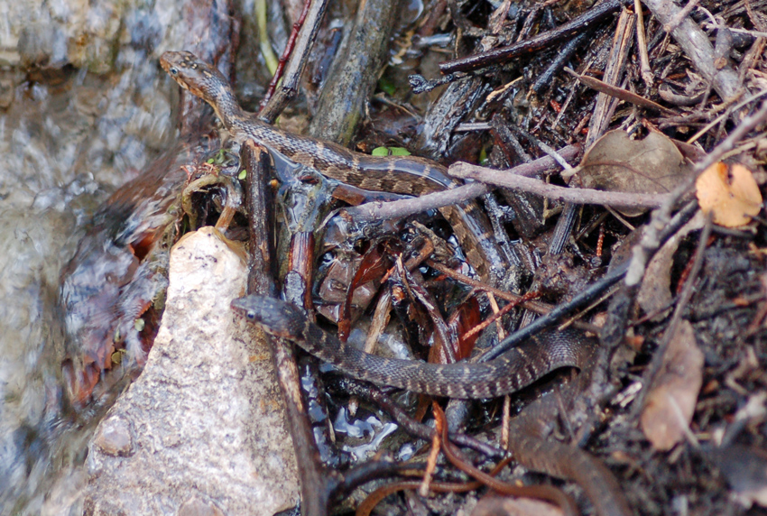 Blotched Water Snakes