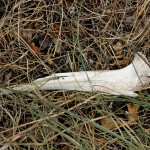 Bone