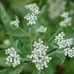 Wildflowers