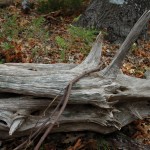 Log on the Trails