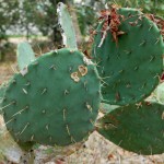 Prickly Pear
