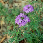 Purple Wildflowers