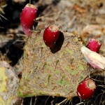 Prickly Pear Fruit