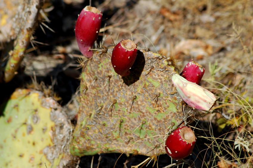 Prickly Pear Fruit