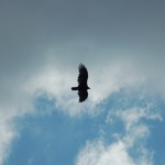 Turkey Vulture