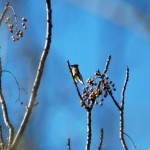 Cedar Waxwing