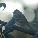Chipping Sparrow