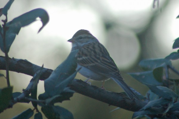 Chipping Sparrow Chipping Sparrow
