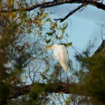 Great Egret in a Tree