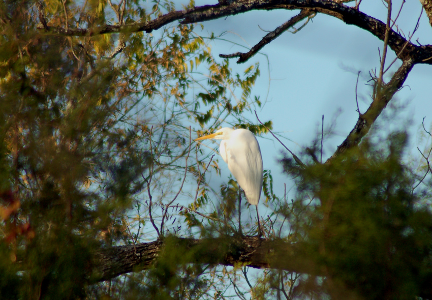 Great Egret in a Tree