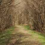 Trail at Hornsby Bend