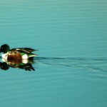 Northern Shoveler