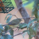 Orange-crowned Warbler