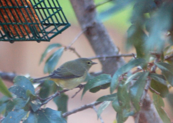Orange-crowned Warbler Orange-crowned Warbler