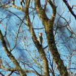 Red-bellied Woodpecker
