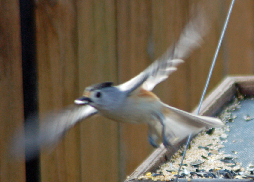 A Black-crested Titmouse takes flight