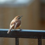 Carolina Wren waits for breakfast