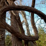 Twisted Branch