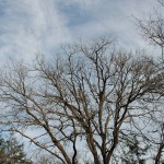 Winter Sky 1