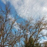 Winter Sky 2