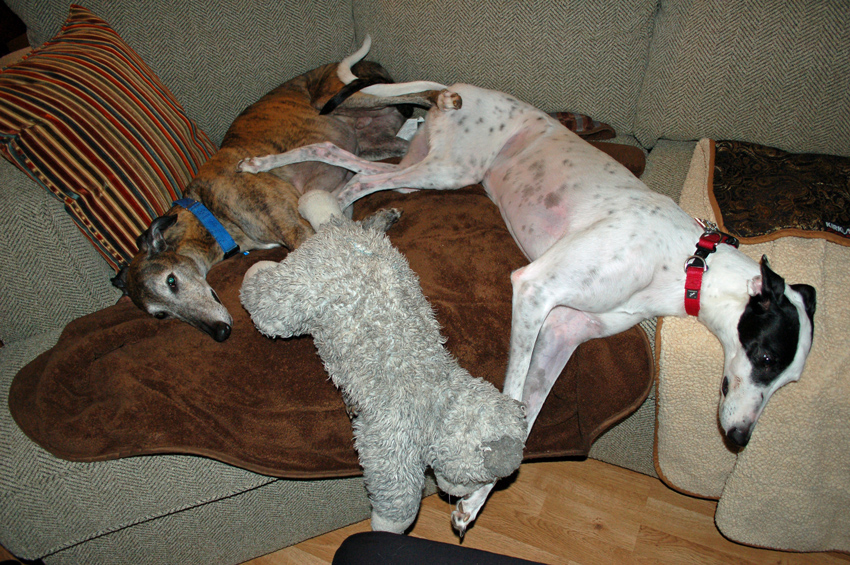 Joey, Wolf and Phoebe.