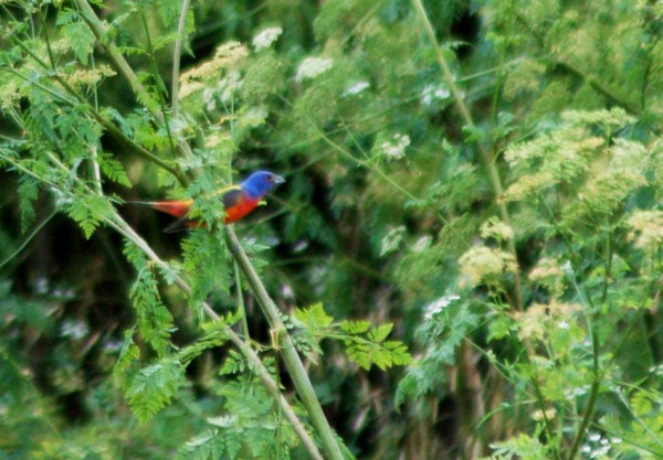 Painted Bunting