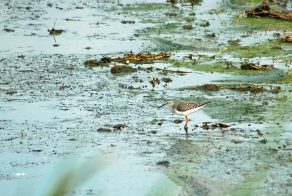 Lesser Yellowlegs