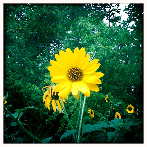 Sunflower