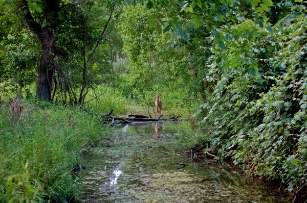 White-tailed Deer on the Stream