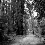 The Trail at Muir Woods National Monument