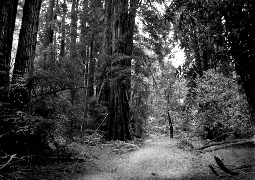 The Trail at Muir Woods National Monument