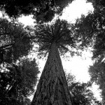 Looking up the Coastal Redwoods