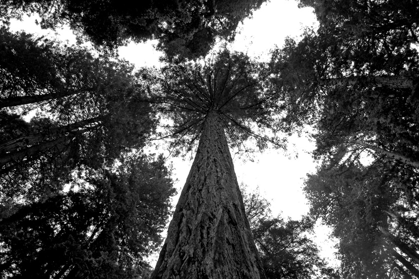 Looking up the Coastal Redwoods