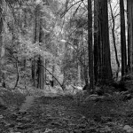 Coastal Redwoods