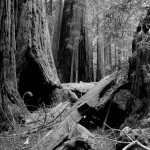 Coastal Redwoods