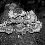 Turkey Tail Fungus on a Fallen Redwood
